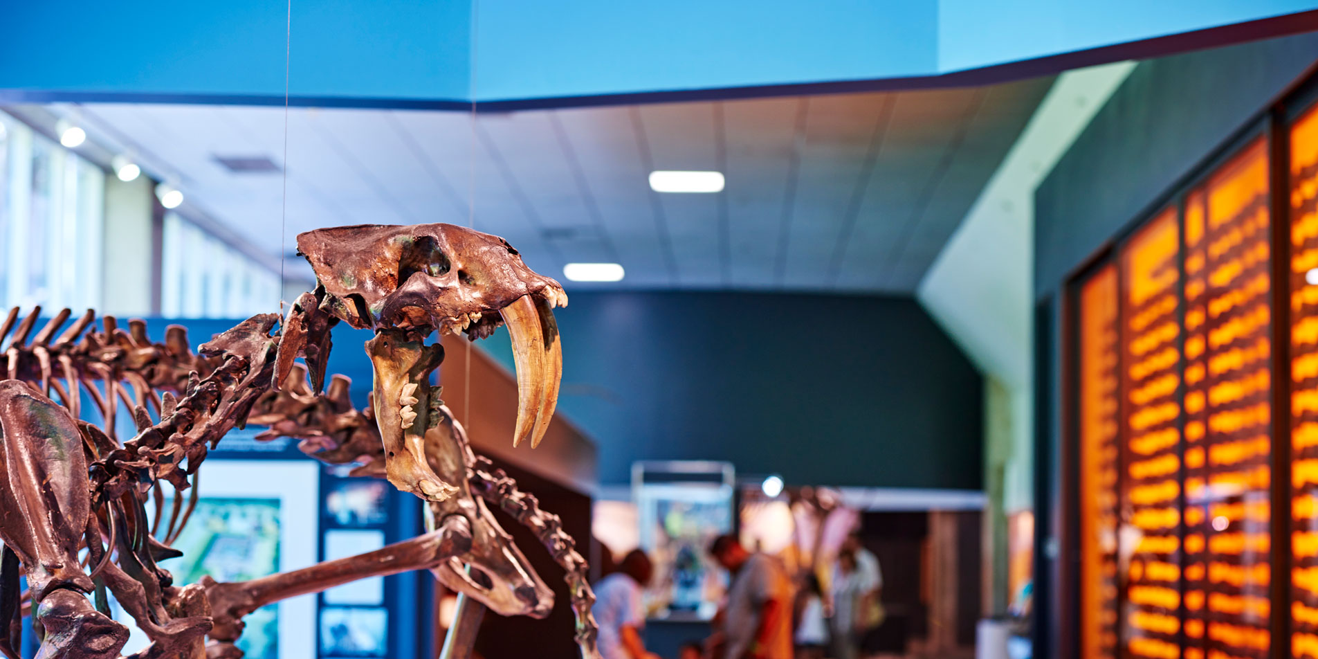 skeletons of prehistoric life