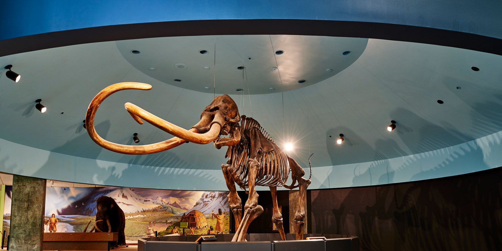 mamouth skeleton