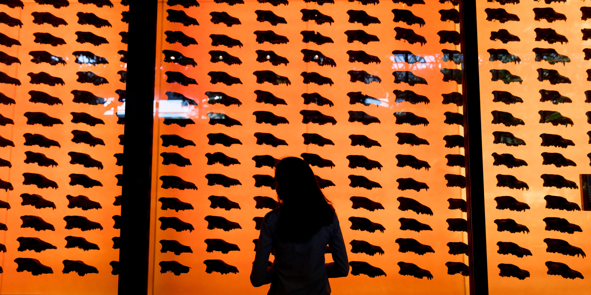 display of skulls of prehistoric animals