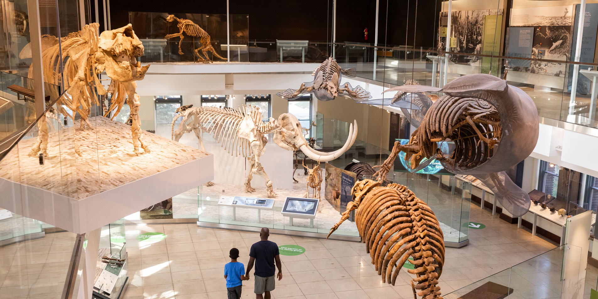 interior, mamals skeletons 
