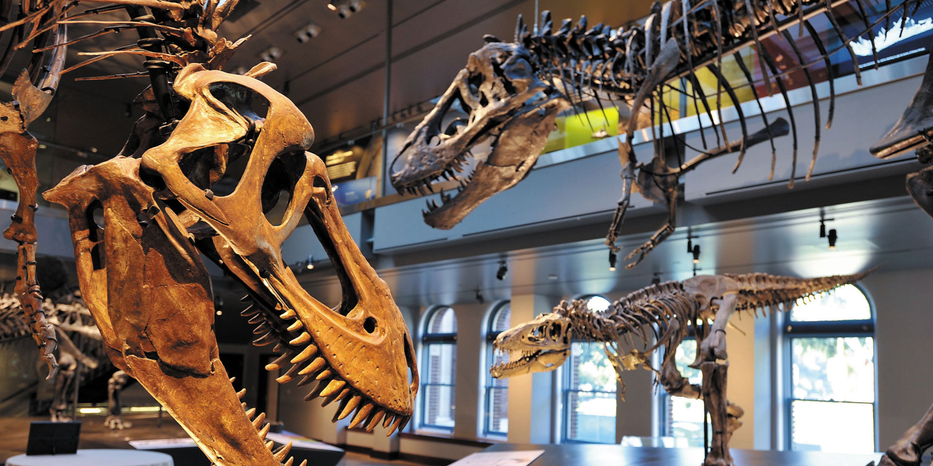 skeletoral display of prehistoric life