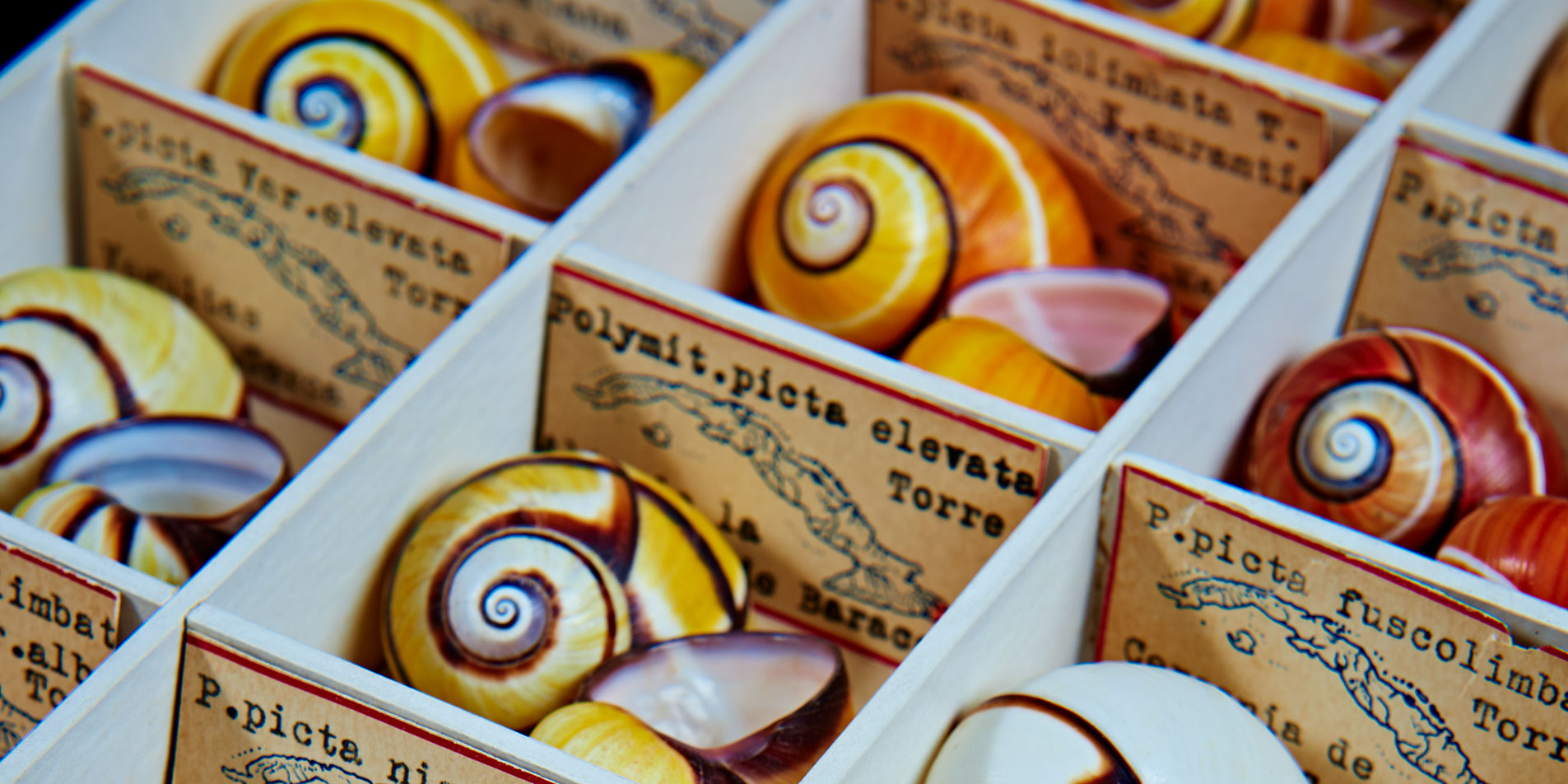 prehistoric snail display
