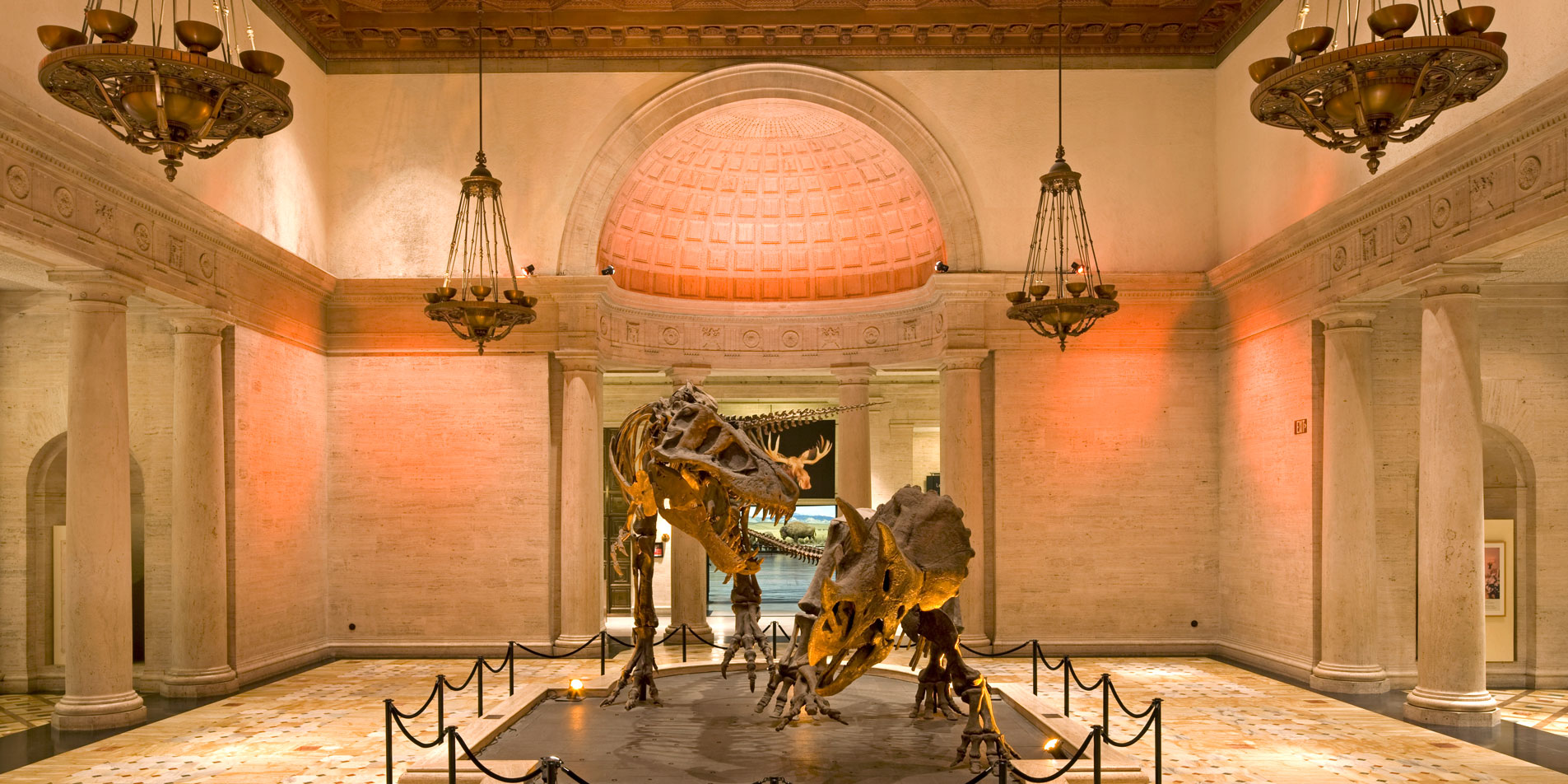 skeletons of prehistoric life