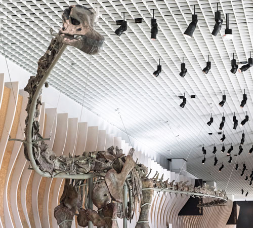 skeleton of prehistoric life