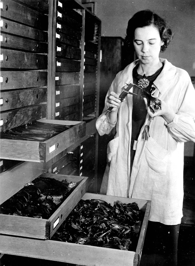 Hildegarde Howard
